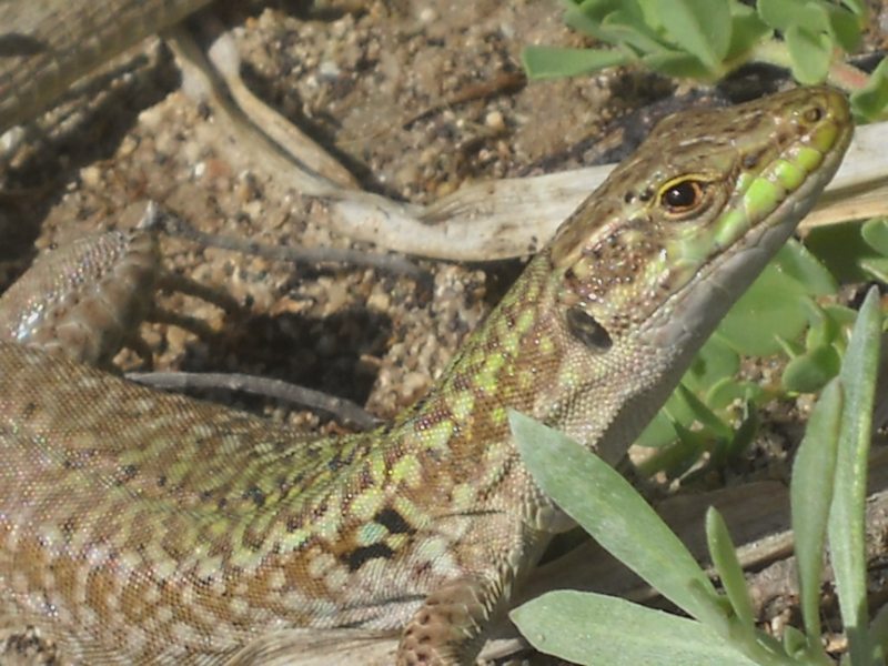 ...Podarcis dalla Corsica